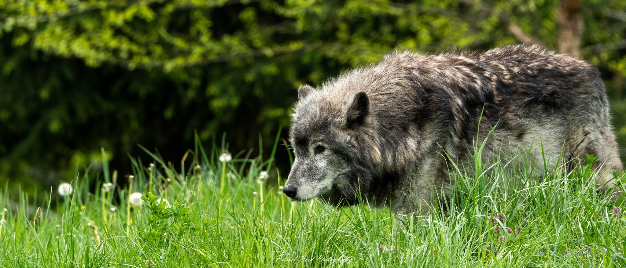 Grey wolf standing alert in wooded habitat at the Detroit zoo